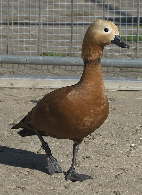 个平衡点